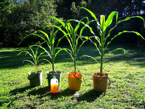 Gum trees watered with diluted urine to enhance their growth in school woodlot.: Photograph by PRM